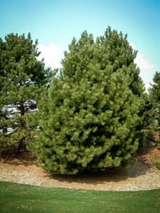 Сосна Чёрная (Pinus Nigra) купить по цене от 270.00р. в интернет-магазине «Посадика» с доставкой почтой в в Карпинске и по всей России – [изображение №1].