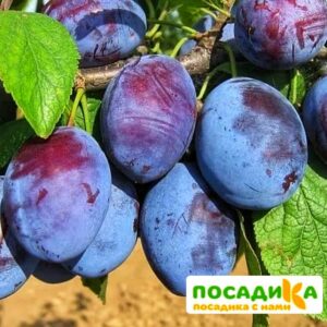 Слива Чачакская ранняя купить по цене от 229.00р. в интернет-магазине «Посадика» с доставкой почтой в в Карпинске и по всей России – [изображение №1].