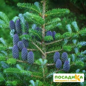 Пихта корейская (Abies koreana) купить по цене от 450.00р. в интернет-магазине «Посадика» с доставкой почтой в в Карпинске и по всей России – [изображение №1].