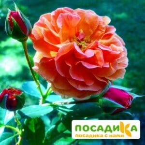 Роза Арабия купить по цене от 350.00р. в интернет-магазине «Посадика» с доставкой почтой в в Карпинске и по всей России – [изображение №1].