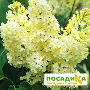 Сирень Примроуз (Primrose) купить по цене от 529.00р. в интернет-магазине «Посадика» с доставкой почтой в в Карпинске и по всей России – [изображение №1].