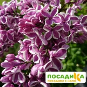 Сирень Сенсация купить по цене от 529.00р. в интернет-магазине «Посадика» с доставкой почтой в в Карпинске и по всей России – [изображение №1].