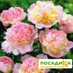 Пион Распберри Сандей (Paeonia Raspberry Sundae) купить по цене от 959р. в интернет-магазине «Посадика» с доставкой почтой в в Карпинске и по всей России – [изображение №1].