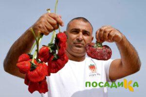 Клубника Гигант Джорнея купить по цене от 266р. в интернет-магазине «Посадика» с доставкой почтой в в Карпинске и по всей России – [изображение №1].