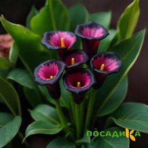 Калла Аура Лейс купить по цене от 400р. в интернет-магазине «Посадика» с доставкой почтой в в Карпинске и по всей России – [изображение №1].