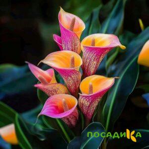 Калла Оникс купить по цене от 450р. в интернет-магазине «Посадика» с доставкой почтой в в Карпинске и по всей России – [изображение №1].