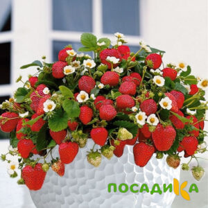 Клубника Рубиновый Шепот (горшечная) купить по цене от 240р. в интернет-магазине «Посадика» с доставкой почтой в в Карпинске и по всей России – [изображение №1].