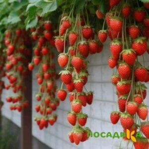 Клубника вьющаяся Комплимент купить по цене от 470р. в интернет-магазине «Посадика» с доставкой почтой в в Карпинске и по всей России – [изображение №1].
