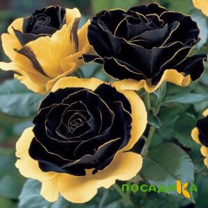 Роза Ханни Сикл купить по цене от 700р. в интернет-магазине «Посадика» с доставкой почтой в в Карпинске и по всей России – [изображение №1].