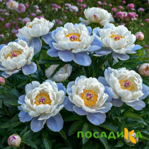 Пион акварельный Этюд купить по цене от 806р. в интернет-магазине «Посадика» с доставкой почтой в в Карпинске и по всей России – [изображение №1].
