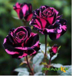 Роза Багровый Шепот купить по цене от 366р. в интернет-магазине «Посадика» с доставкой почтой в в Карпинске и по всей России – [изображение №1].