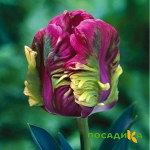 Тюльпан Экзотик Хэвен купить по цене от 186р. в интернет-магазине «Посадика» с доставкой почтой в в Карпинске и по всей России – [изображение №1].
