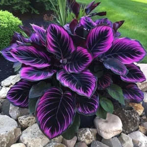 Хоста Люминоза купить по цене от 450р. в интернет-магазине «Посадика» с доставкой почтой в в Карпинске и по всей России – [изображение №1].