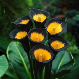 Калла Легато купить по цене от 620р. в интернет-магазине «Посадика» с доставкой почтой в в Карпинске и по всей России – [изображение №1].