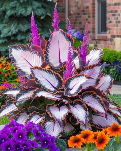 Хоста Кримэн Дрим купить по цене от 549р. в интернет-магазине «Посадика» с доставкой почтой в в Карпинске и по всей России – [изображение №1].