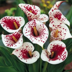 Калла Эмпайр купить по цене от 302р. в интернет-магазине «Посадика» с доставкой почтой в в Карпинске и по всей России – [изображение №1].