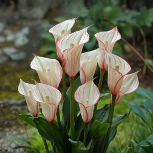 Калла Глейшер купить по цене от 299р. в интернет-магазине «Посадика» с доставкой почтой в в Карпинске и по всей России – [изображение №1].