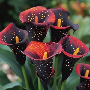 Калла Нуар купить по цене от 299р. в интернет-магазине «Посадика» с доставкой почтой в в Карпинске и по всей России – [изображение №1].