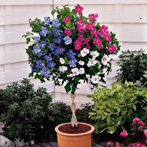 Гибискус-Дерево Триколор купить по цене от 289р. в интернет-магазине «Посадика» с доставкой почтой в в Карпинске и по всей России – [изображение №1].