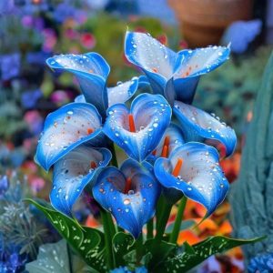 Калла Портрейт купить по цене от 292р. в интернет-магазине «Посадика» с доставкой почтой в в Карпинске и по всей России – [изображение №1].