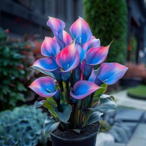 Калла Импрессия купить по цене от 590р. в интернет-магазине «Посадика» с доставкой почтой в в Карпинске и по всей России – [изображение №1].