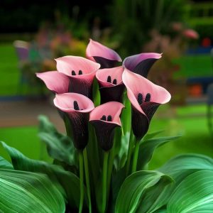 Калла Энигма купить по цене от 291р. в интернет-магазине «Посадика» с доставкой почтой в в Карпинске и по всей России – [изображение №1].