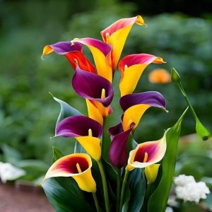 Калла Кристалл купить по цене от 450р. в интернет-магазине «Посадика» с доставкой почтой в в Карпинске и по всей России – [изображение №1].