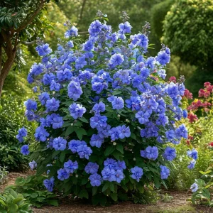 Гибискус Сансет Блоссом купить по цене от 248р. в интернет-магазине «Посадика» с доставкой почтой в в Карпинске и по всей России – [изображение №1].