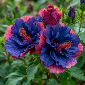 Гибискус Роуз Шайн купить по цене от 360р. в интернет-магазине «Посадика» с доставкой почтой в в Карпинске и по всей России – [изображение №1].