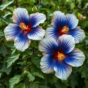 Гибискус Илюжн Вилью купить по цене от 259р. в интернет-магазине «Посадика» с доставкой почтой в в Карпинске и по всей России – [изображение №1].