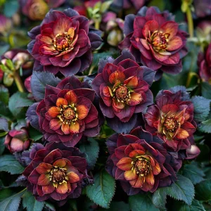 Морозник Сноу Дроп купить по цене от 348р. в интернет-магазине «Посадика» с доставкой почтой в в Карпинске и по всей России – [изображение №1].