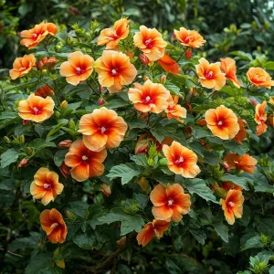 Гибискус Кристал Рэй купить по цене от 458р. в интернет-магазине «Посадика» с доставкой почтой в в Карпинске и по всей России – [изображение №1].