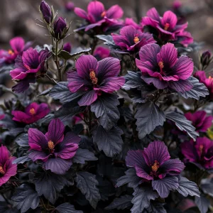 Гибискус Корал Чарм купить по цене от 271р. в интернет-магазине «Посадика» с доставкой почтой в в Карпинске и по всей России – [изображение №1].