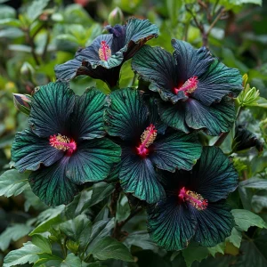 Гибискус Пикок Плюм купить по цене от 490р. в интернет-магазине «Посадика» с доставкой почтой в в Карпинске и по всей России – [изображение №1].