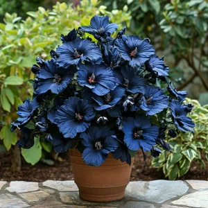 Гибискус Селестиал Флейм купить по цене от 326р. в интернет-магазине «Посадика» с доставкой почтой в в Карпинске и по всей России – [изображение №1].