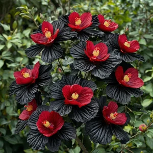 Гибискус Ройял Афеа купить по цене от 460р. в интернет-магазине «Посадика» с доставкой почтой в в Карпинске и по всей России – [изображение №1].