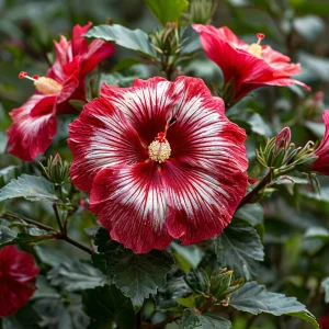 Гибискус Пурпл Мистик купить по цене от 360р. в интернет-магазине «Посадика» с доставкой почтой в в Карпинске и по всей России – [изображение №1].