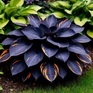 Хоста Умбра купить по цене от 349р. в интернет-магазине «Посадика» с доставкой почтой в в Карпинске и по всей России – [изображение №1].