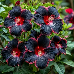 Гибискус садовый Файер Дэнсер купить по цене от 450р. в интернет-магазине «Посадика» с доставкой почтой в в Карпинске и по всей России – [изображение №1].