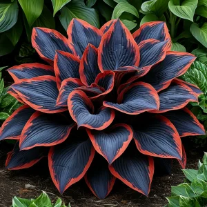 Хоста Солнечный Агат купить по цене от 440р. в интернет-магазине «Посадика» с доставкой почтой в в Карпинске и по всей России – [изображение №1].