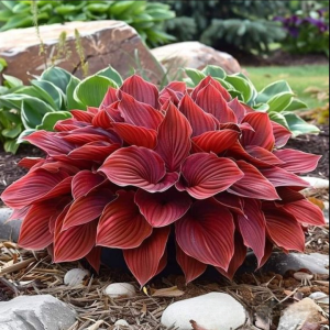 Хоста Рэд Эйнджл купить по цене от 549р. в интернет-магазине «Посадика» с доставкой почтой в в Карпинске и по всей России – [изображение №1].