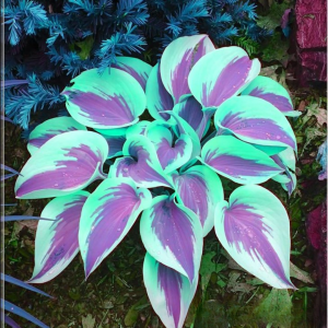 Хоста Висперин Бьюти купить по цене от 379р. в интернет-магазине «Посадика» с доставкой почтой в в Карпинске и по всей России – [изображение №1].