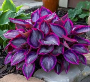 Хоста Сикрет Гарденс купить по цене от 549р. в интернет-магазине «Посадика» с доставкой почтой в в Карпинске и по всей России – [изображение №1].